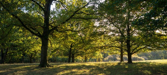 Grüne Wiese mit Laubbäumen im Sonnenschein